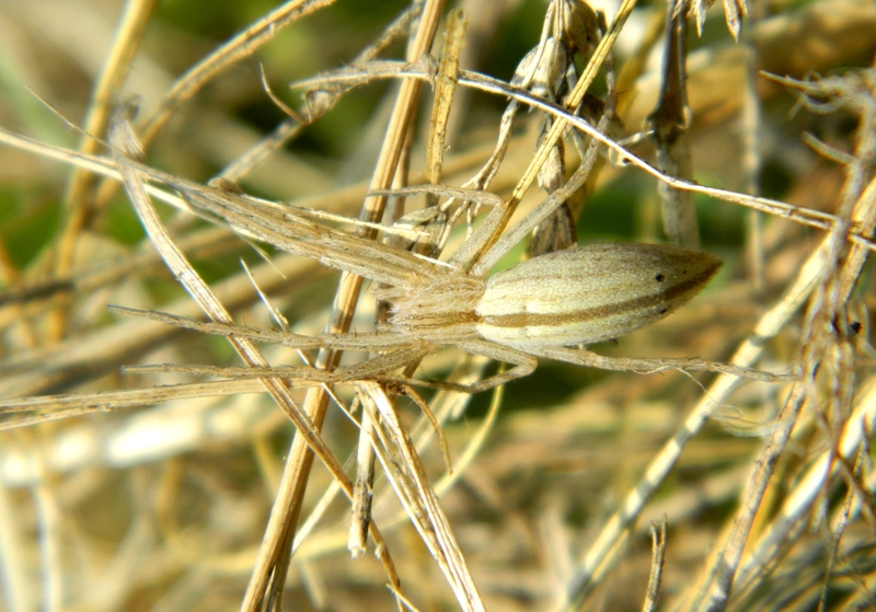 Tibellus cf. oblongus